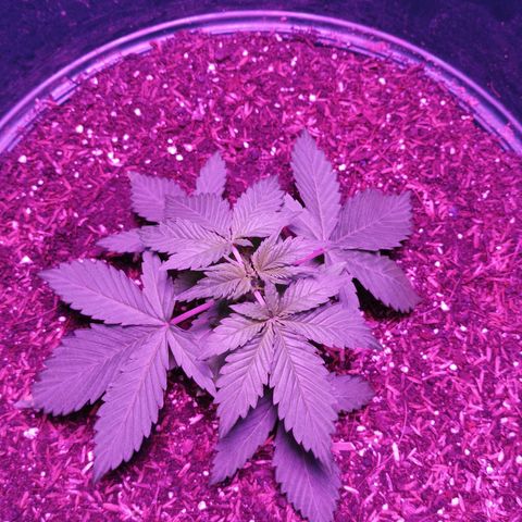 María growlog timeline photo
