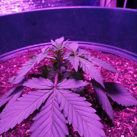 María growlog timeline photo