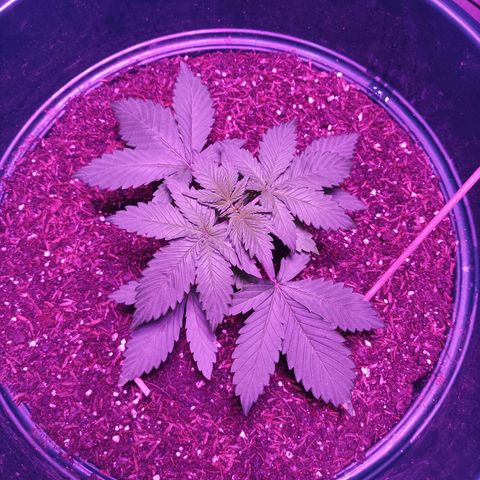 María growlog timeline photo