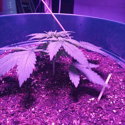 María growlog timeline photo