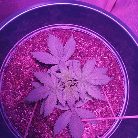 María growlog timeline photo