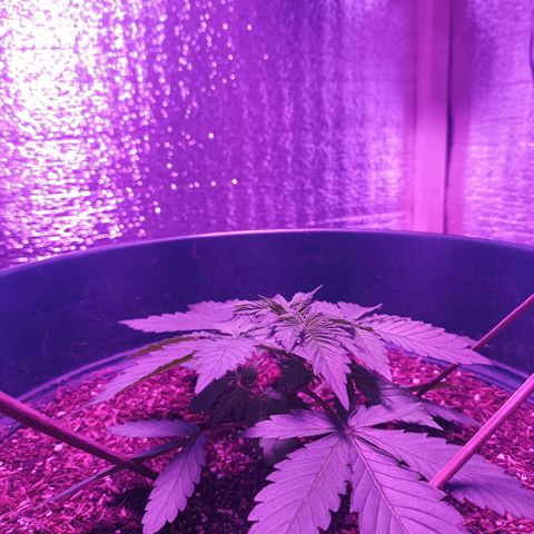 María growlog timeline photo