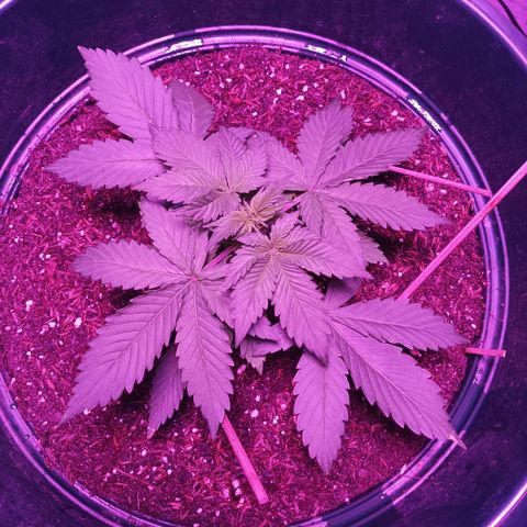 María growlog timeline photo