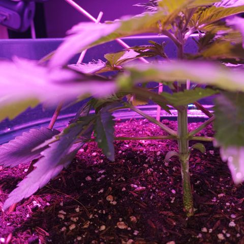 María growlog timeline photo