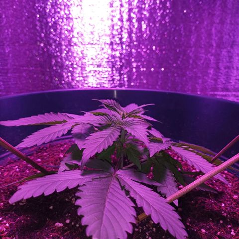 María growlog timeline photo