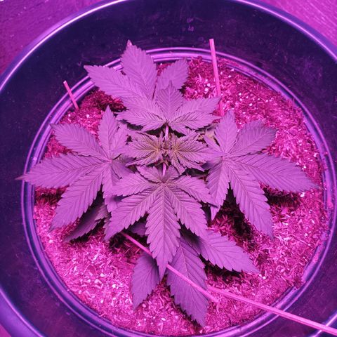 María growlog timeline photo
