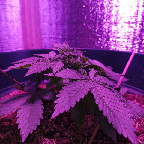 María growlog timeline photo