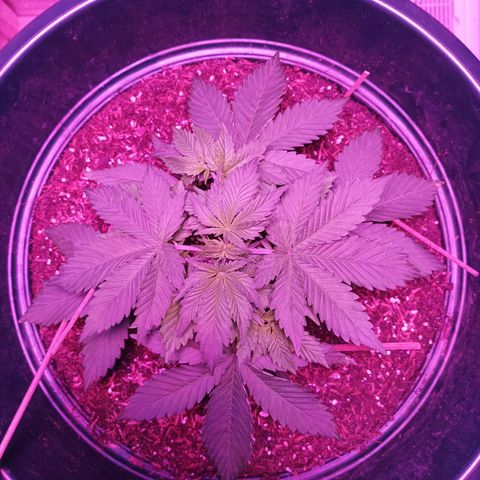 María growlog timeline photo