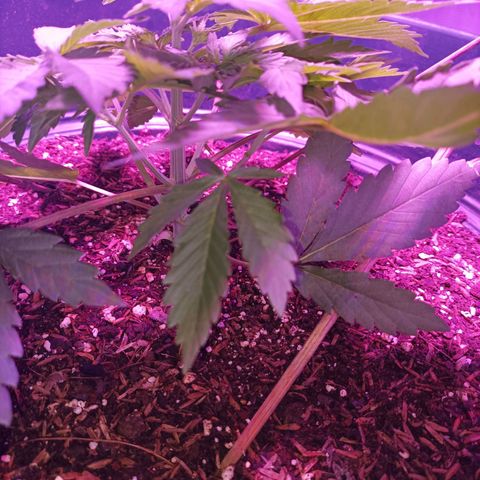 María growlog timeline photo