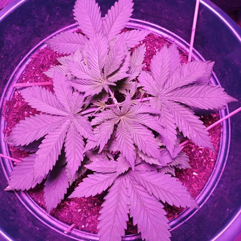 María growlog timeline photo