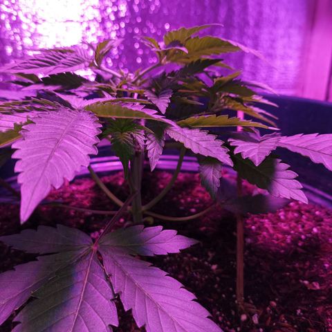 María growlog timeline photo