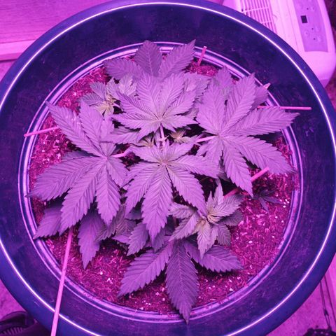 María growlog timeline photo