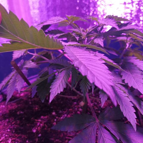 María growlog timeline photo