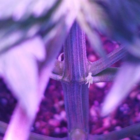 María growlog timeline photo