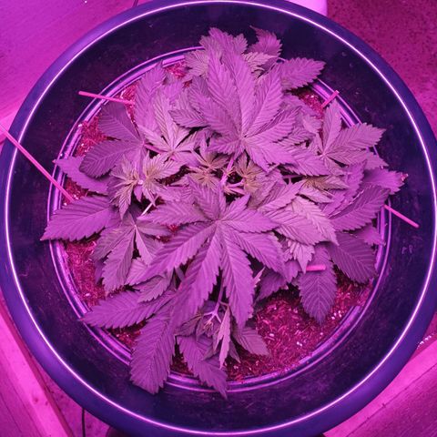 María growlog timeline photo