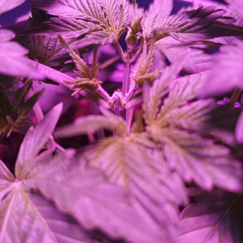 María growlog timeline photo