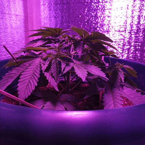 María growlog timeline photo