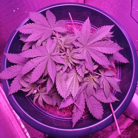 María growlog timeline photo