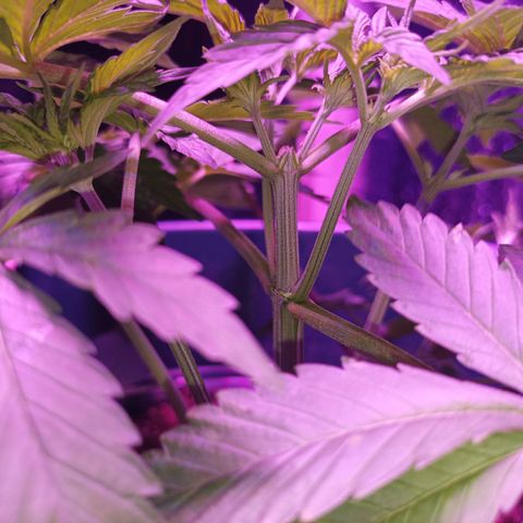 María growlog timeline photo