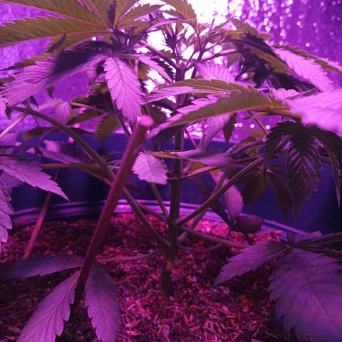 María growlog timeline photo