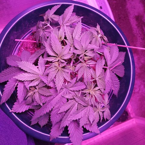 María growlog timeline photo