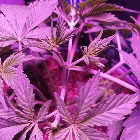 María growlog timeline photo