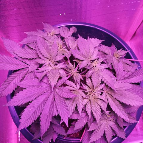 María growlog timeline photo