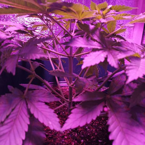 María growlog timeline photo