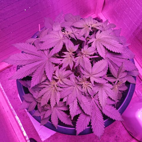 María growlog timeline photo