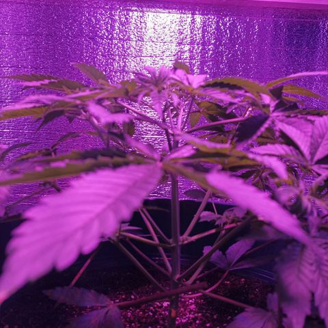 María growlog timeline photo