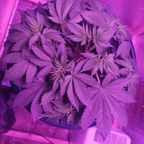 María growlog timeline photo