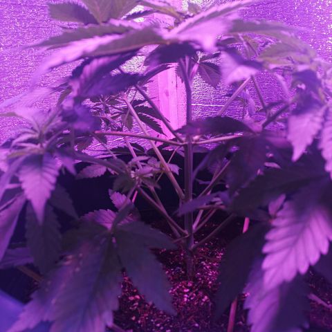 María growlog timeline photo