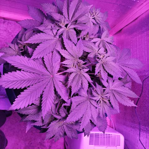 María growlog timeline photo