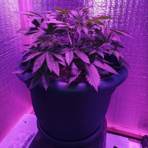 María growlog timeline photo