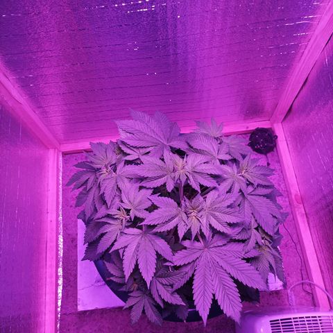 María growlog timeline photo