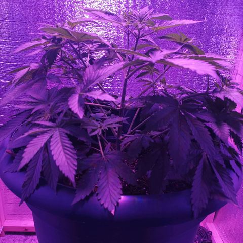 María growlog timeline photo