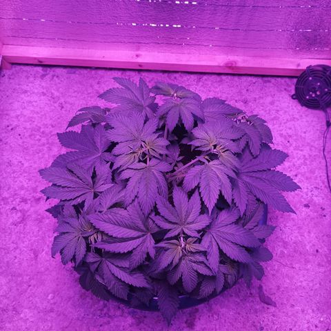 María growlog timeline photo