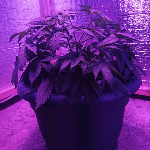 María growlog timeline photo