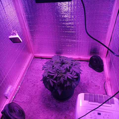 María growlog timeline photo