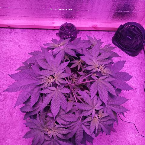 María growlog timeline photo
