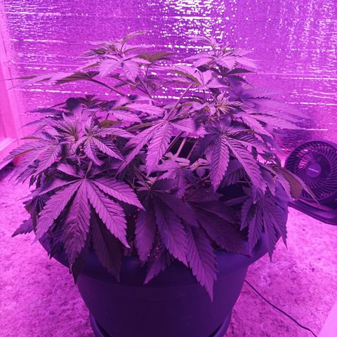 María growlog timeline photo