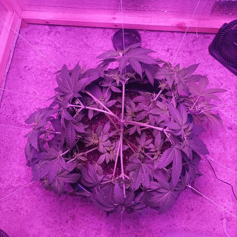 María growlog timeline photo