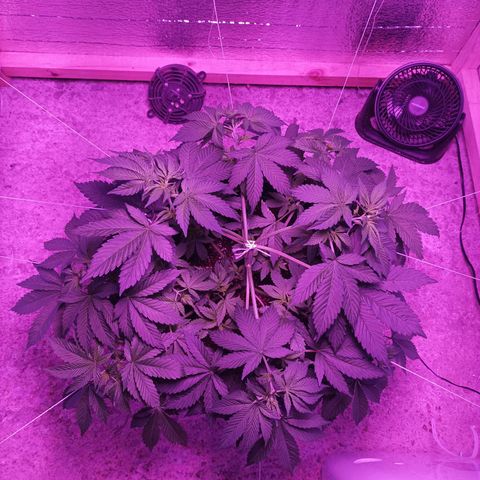 María growlog timeline photo