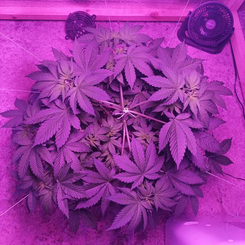 María growlog timeline photo