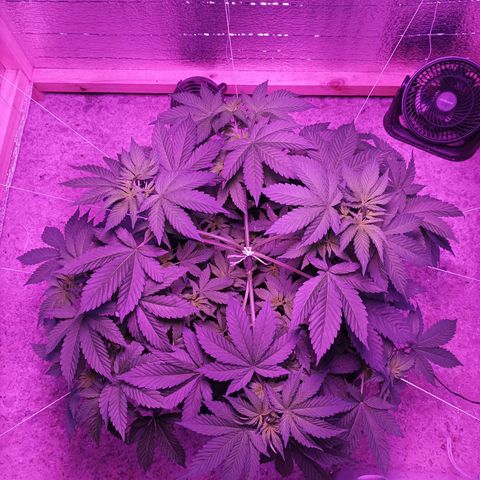 María growlog timeline photo