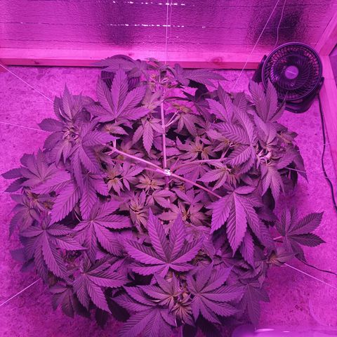 María growlog timeline photo