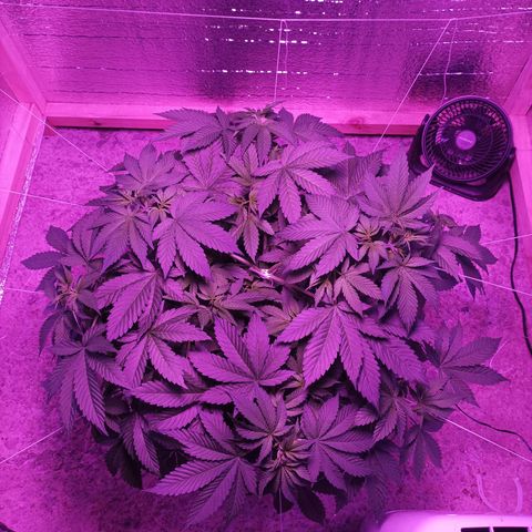María growlog timeline photo