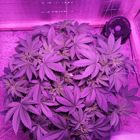 María growlog timeline photo