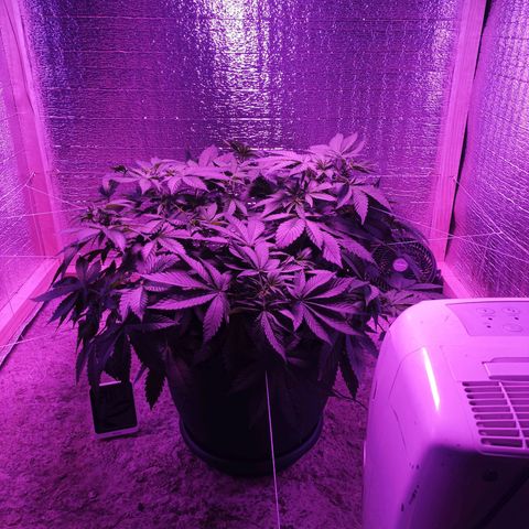 María growlog timeline photo