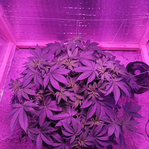 María growlog timeline photo
